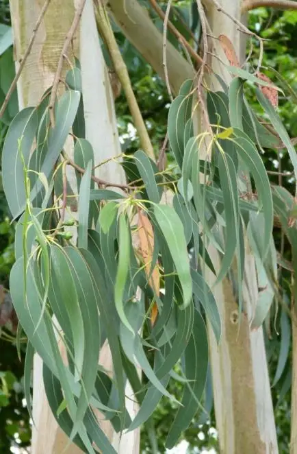 Eucalyptus Globulus , Eucalyptus Feuilles
