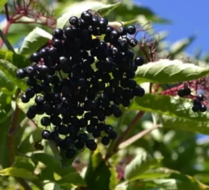 Sambucus Nigra , Baies De Sureau